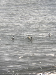 Podiceps occipitalis occipitalis