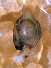 Emblyna borealis cavernosa