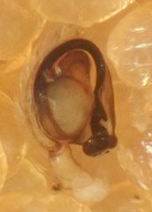 Emblyna borealis cavernosa