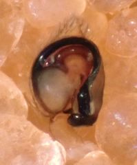 Emblyna borealis cavernosa