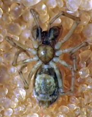 Emblyna borealis cavernosa