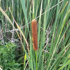 Typha × glauca