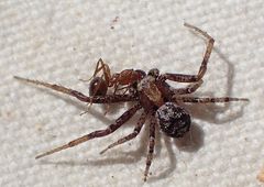 Xysticus locuples