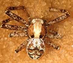 Xysticus locuples