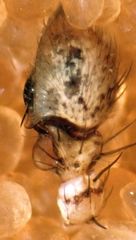 Xysticus locuples