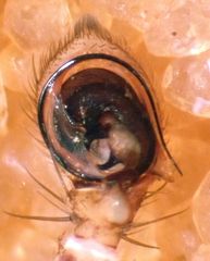 Xysticus locuples