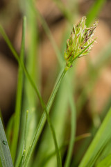 Carex floridana