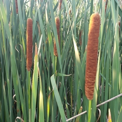 Typha × glauca