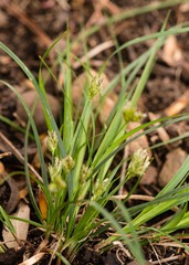 Carex floridana