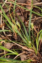 Carex floridana
