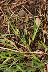 Carex floridana
