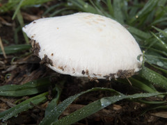Agaricus campestris