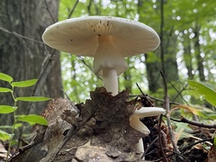 Amanita magnivelaris