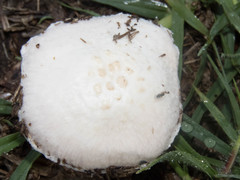 Agaricus campestris