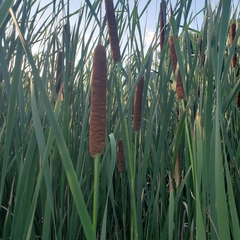Typha × glauca