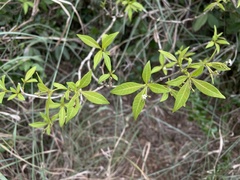 Rauvolfia nitida