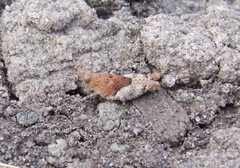 Cibolacris parviceps