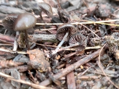 Psilocybe tasmaniana