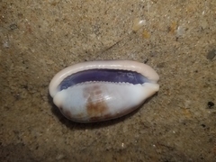 Talostolida pellucens