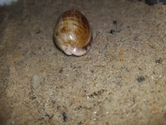 Talostolida pellucens