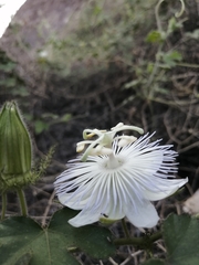 Passiflora arizonica