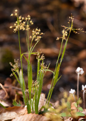 Luzula acuminata carolinae