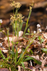 Luzula acuminata carolinae