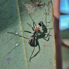 Camponotus ephippium