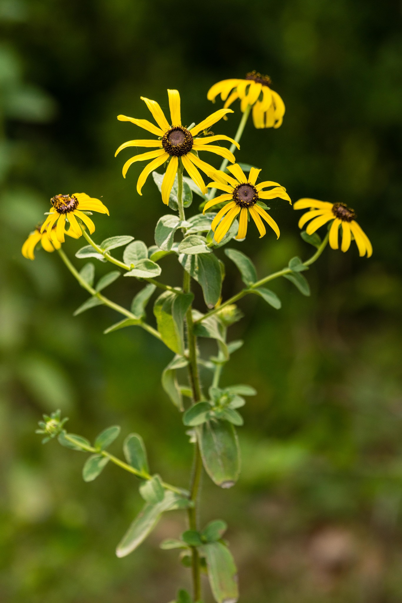 Rudbeckia mollis