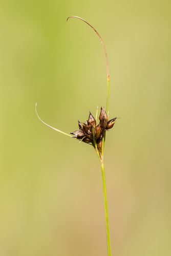 Wright's beaksedge (Rhynchospora wrightiana)