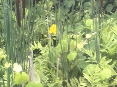 Lysimachia vulgaris