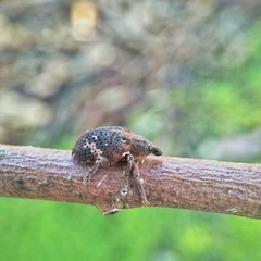 Oxyops fasciatus