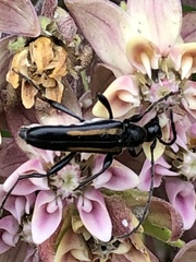 Strangalepta abbreviata