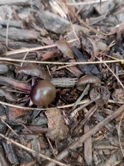 Psilocybe tasmaniana