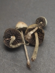 Psilocybe tasmaniana