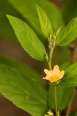 Sida planicaulis
