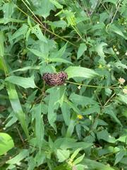 Cycloglypha thrasibulus thrasibulus