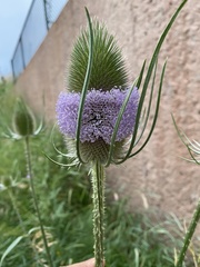 Dipsacus fullonum
