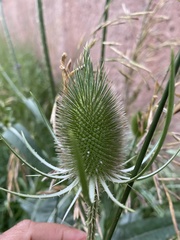 Dipsacus fullonum