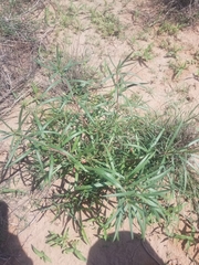 Talinum aurantiacum