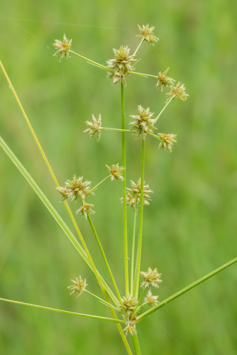 Cyperus elegans image