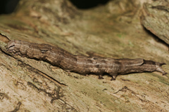 Ophiusini
