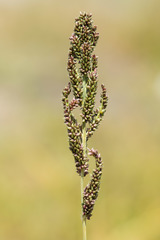Echinochloa esculenta