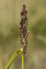 Echinochloa esculenta