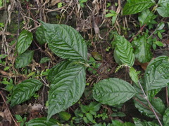 Achyranthes bidentata