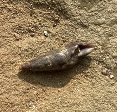 Ophiodermella inermis