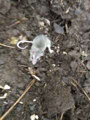 Ototylomys phyllotis