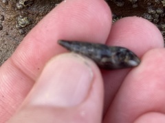 Ophiodermella inermis