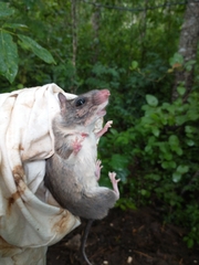 Ototylomys phyllotis