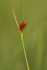 Rhynchospora filifolia